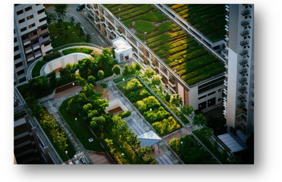 Celebrating World Green Roof Day