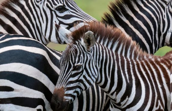 International Zebra Day