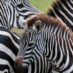 International Zebra Day