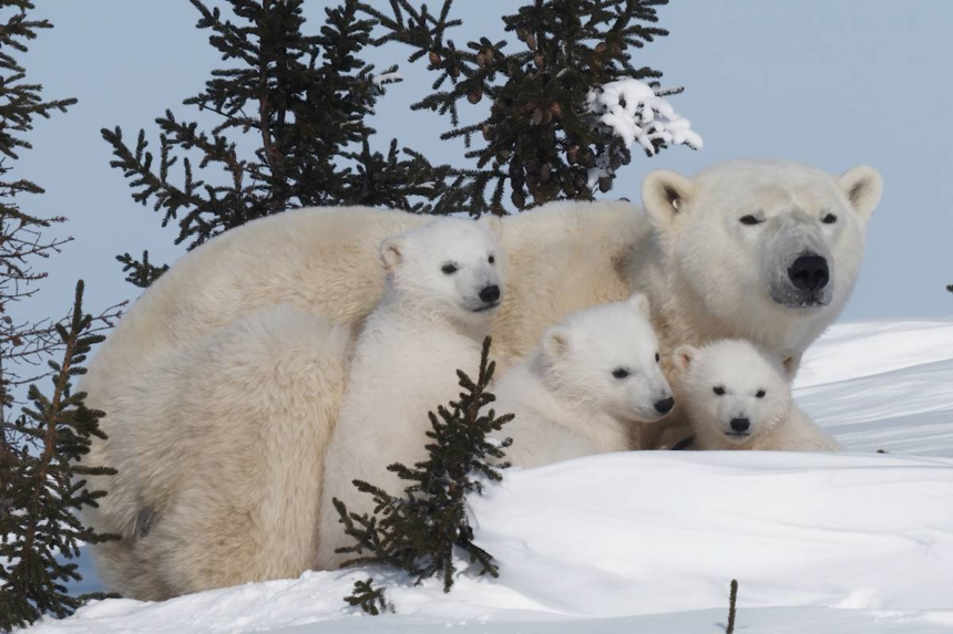 International Polar Bear Day