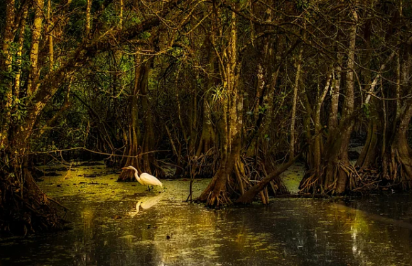 World Wetlands Day