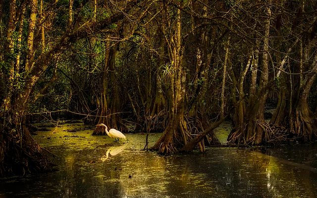 World Wetlands Day